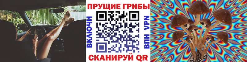 Псилоцибиновые грибы Psilocybine cubensis  Боровичи 