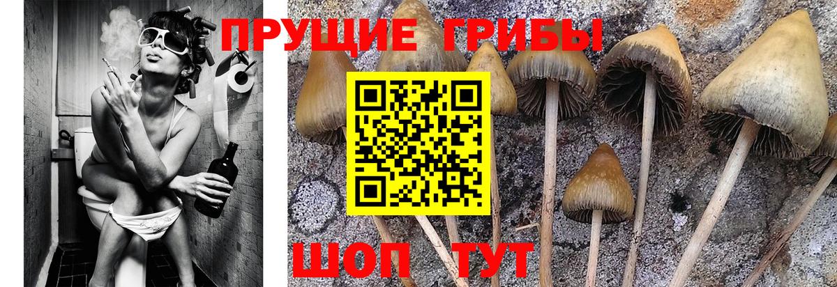 Боровичи  Псилоцибиновые грибы Psilocybe  Вход с VPN 